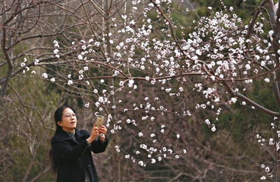 桃花朵朵开 快去植物园赏花